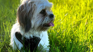 Shih Tzu Lhasa Apso mix