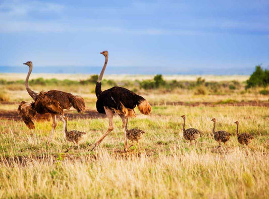 Embracing Sustainability: The Multifaceted Benefits of Ostrich Farming