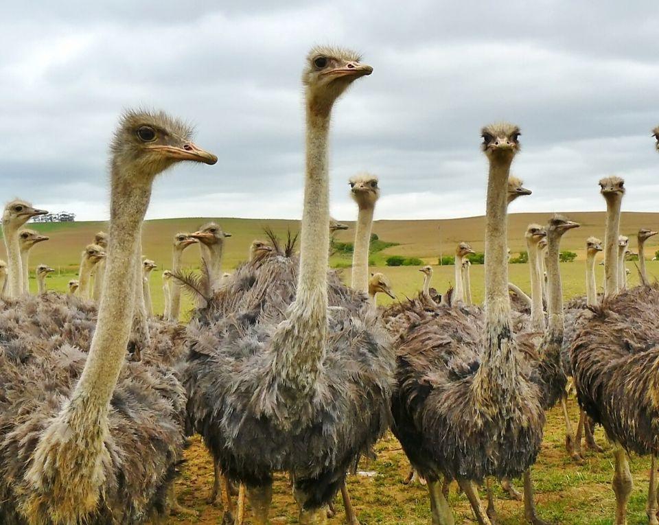 The Sustainability Revolution: The Unexplored Benefits of Ostrich Farming