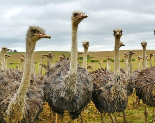 Why you should choose ostrich treats for your pet