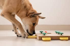 Why Pet Puzzles are Important for Your Pet's Health