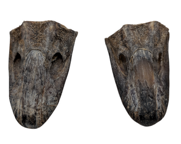 Crunchy Ostrich Beak: The Light & Airy, All-Natural Treat for Small to Medium Dogs - 2 Pack