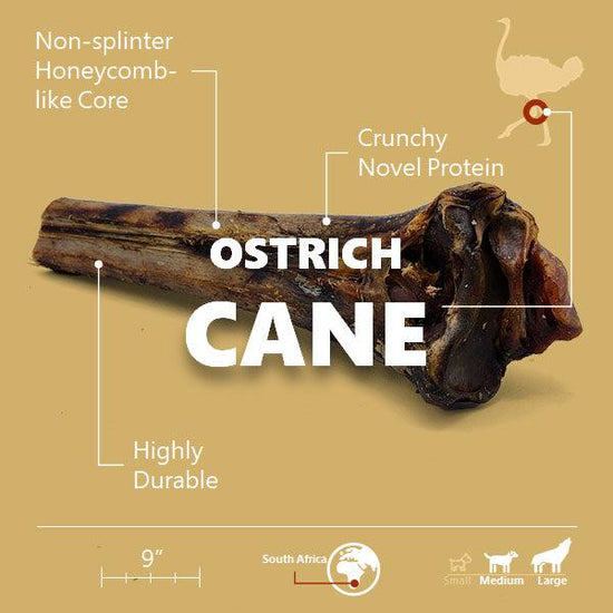 Splinter-Free Ostrich Cane (Large) . Long-lasting, Natural Dog Gnaw Tr ...